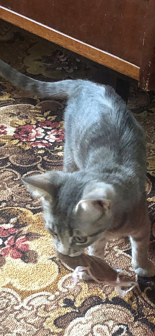 А у вас есть весёлый котёнок? Возьмите даром! Одесса - изображение 3