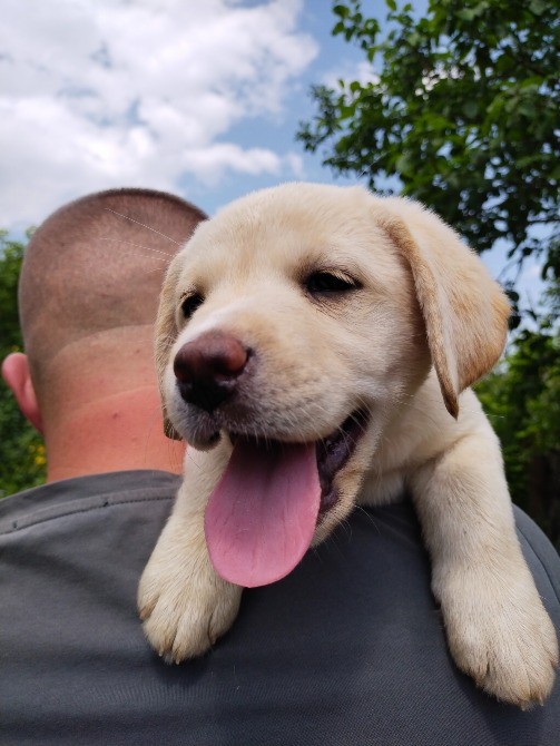 Цуценята Богородчани - зображення 2