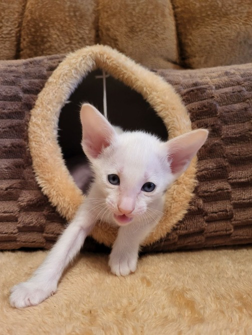 Предлагаем изумительных ориентальных котят. Кременчуг - изображение 7