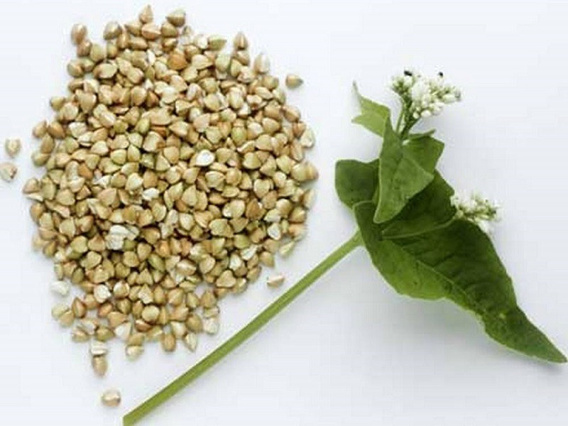 Семена гречихи Житомир - изображение 1