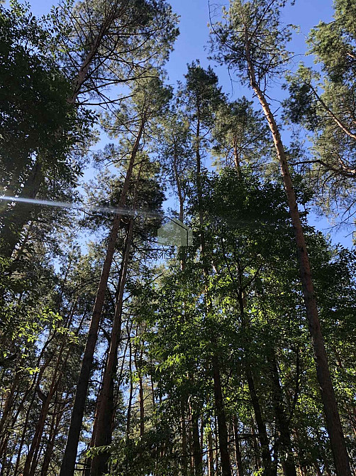 Ділянка 12 соток у сосновому лісі. Бортничі. Сусіди тільки з боків. Ділянка із прямим виходом до лі Киев - изображение 3