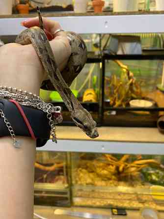 Императорский удав Киев