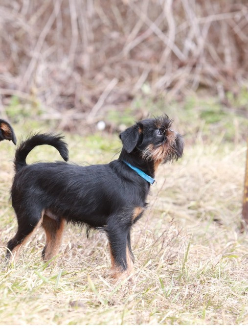 грифон хлопчик Київ - зображення 3