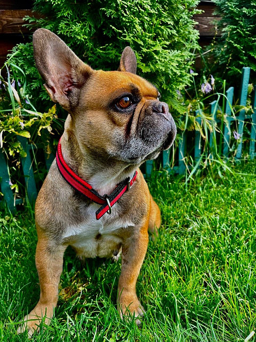 Французький бульдог дівчинка Полтава - зображення 3