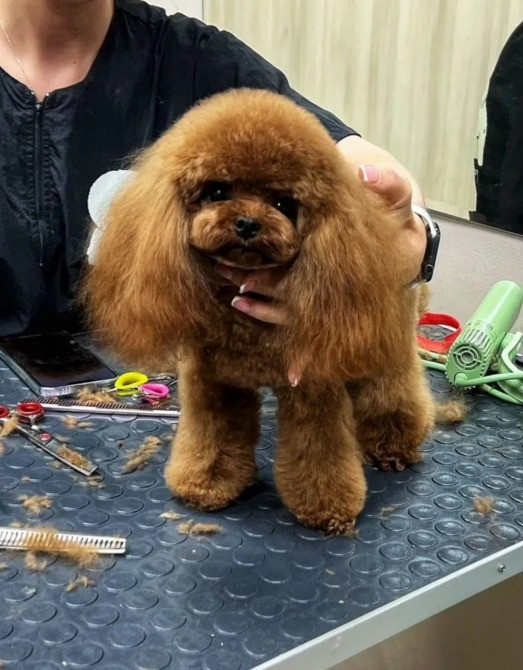 Пудель мини щенок Киев - изображение 1