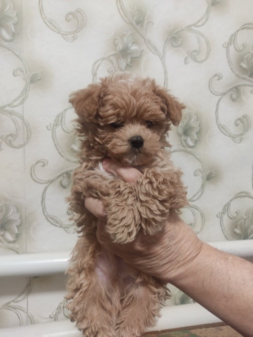 Мальтіпу F1 Киев - изображение 1