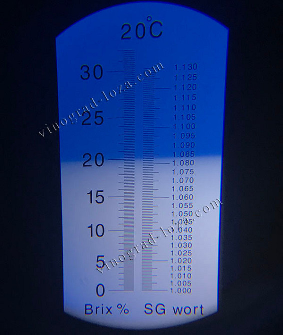 Морозостійкий безнасіневий виноград Русбол — річні саджанці. Харків Харків - зображення 5
