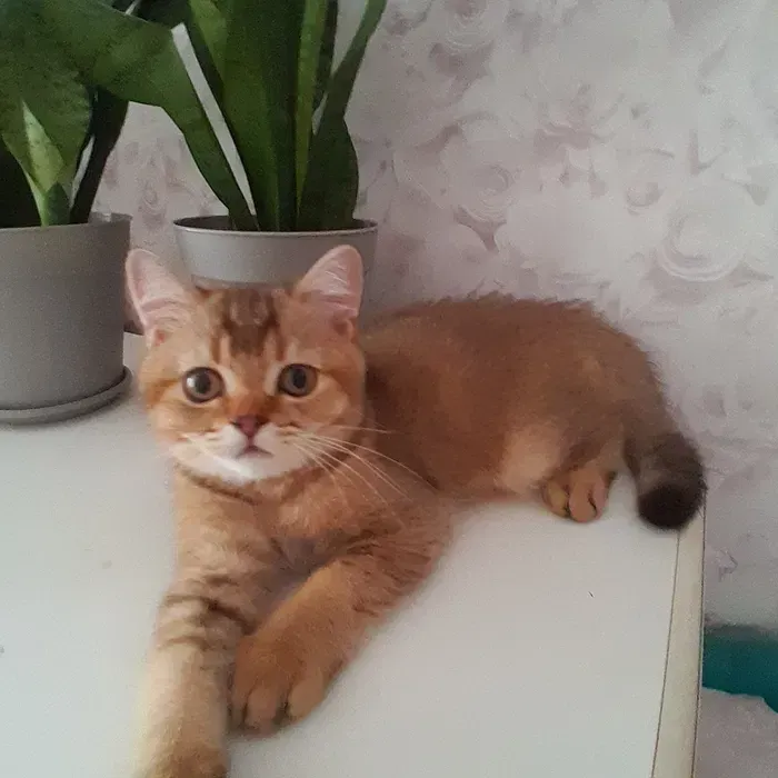 Вінниця.Продаються.Скоттиш-страйт.Золотенький хлопчики викликає теплі емоції і створює образ. Вінниця - зображення 2