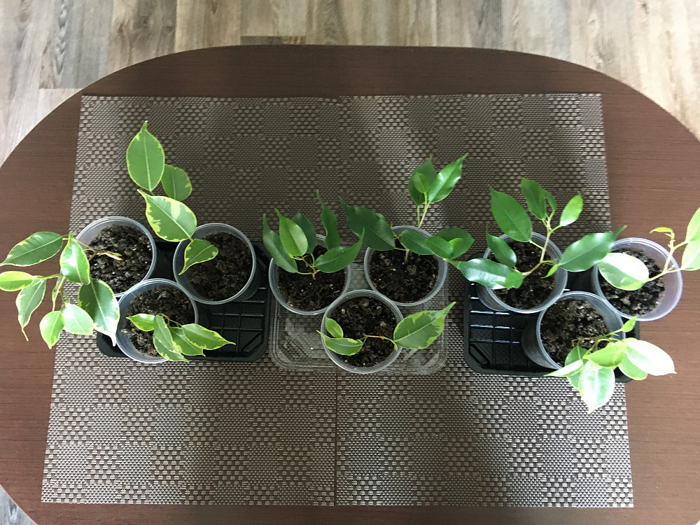 Черенки (ростки) фікуса Бенджаміна Харків - зображення 4