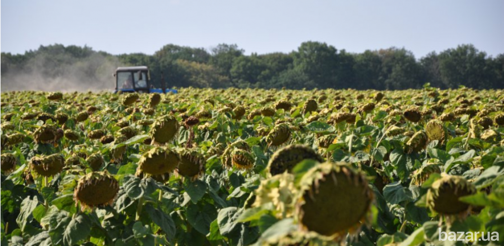 семена подсолнечника Аракар, Лимит, Флорими. 7+ Заразиха + видео Миколаїв - зображення 1