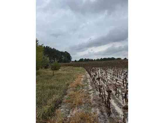 продажа земля сельскохозяйственного назначения Вышгородский, Литвиновка, 341828 грн. 