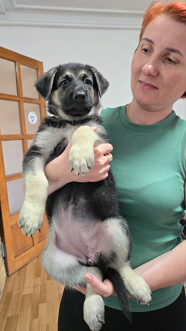 Продам щенков ВЕО Восточно европейской овчарки Одеса - зображення 6