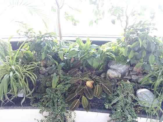 Консультації по кімнатних рослинах Дніпро