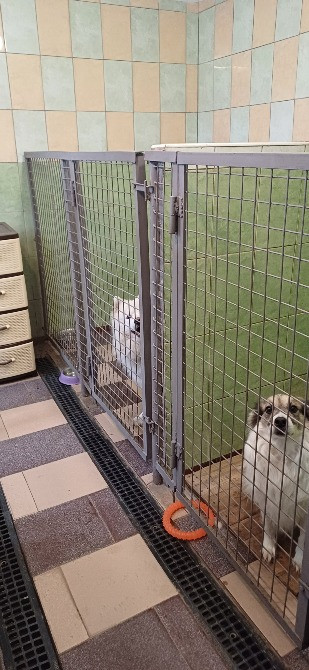 Готель ПЕС для собак та котів в Києві Киев - изображение 11