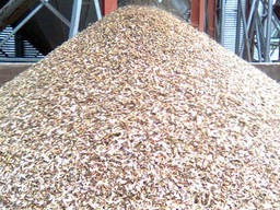 Постійно купуємо зерновідходи, прострочений посівмат Кропивницкий - изображение 1