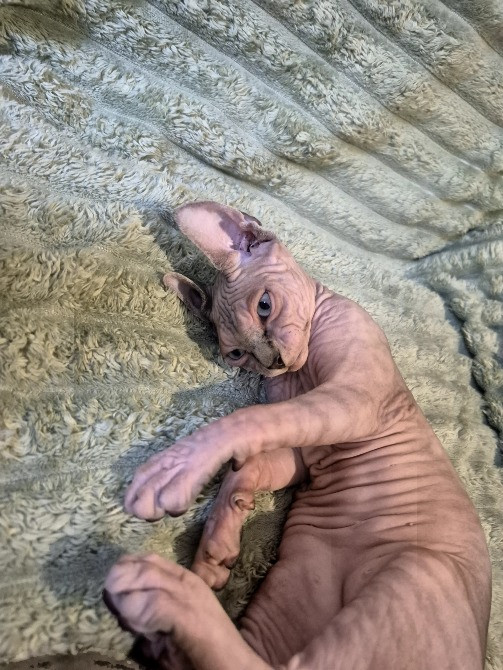 Кошеня Канадський сфінкс Одеса - зображення 2