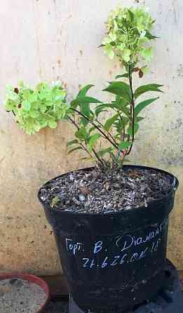 Гортензія волотиста Діамантіно (Hydrangea paniculata Diamantino) 5л Вінниця