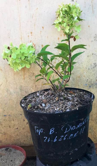 Гортензія волотиста Діамантіно (Hydrangea paniculata Diamantino) 5л Винница - изображение 1