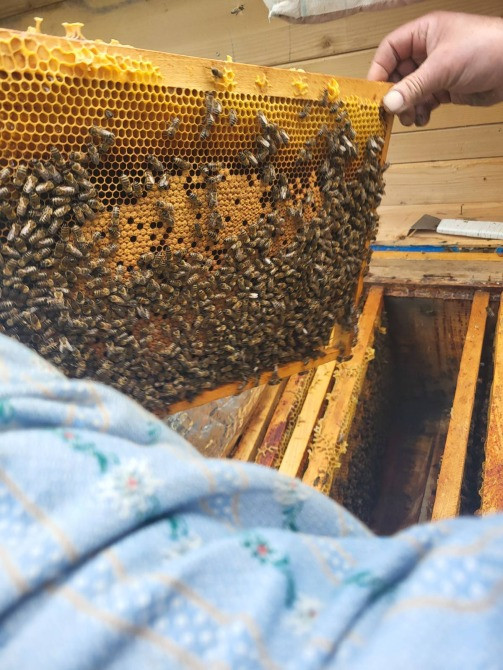 Бджолопакети Чернівці - зображення 1