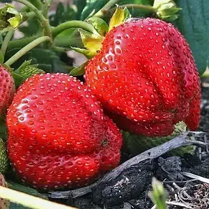 Продам полуницю Сквира - зображення 1