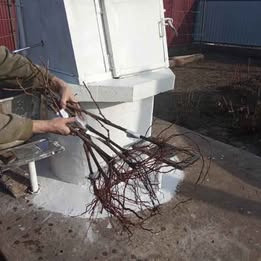 Саджанці винограду Миронівка - зображення 1