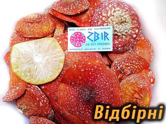 Мухомор ЧЕРВОНИЙ (Amanita Muscaria), сушені капелюшки. Сезон 2025. Полтава