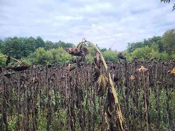 продажа земля сельскохозяйственного назначения Бориспольский, Головуров, 69036 грн. 
