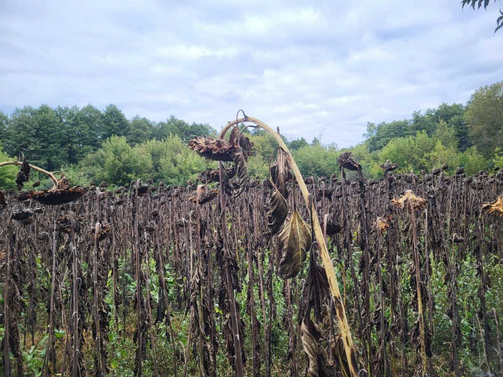 продажа земля сельскохозяйственного назначения Бориспольский, Головуров, 69036 грн.  - зображення 4