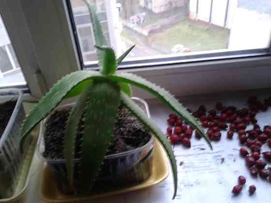 Лікувальна рослина Алое – Вера. Вік 8 років Киев