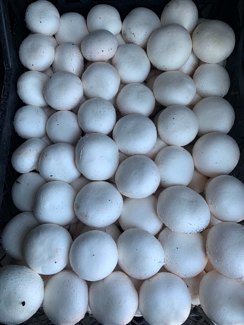 Шампіньйони, печериці, гриби. Оптом, Самовивіз Чернігів - зображення 3