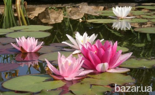 рибки для ставка,короп коі Україна,корм для коі,німфеї,водні рослини,японський короп коі ціна,ставок Київ - зображення 4