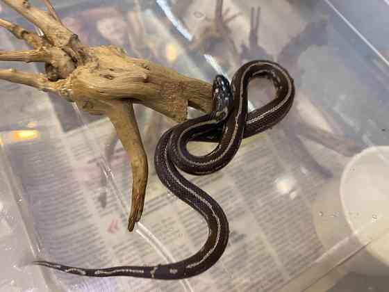 Королевская калифорнийская змея морфа страйп гет альбино Київ