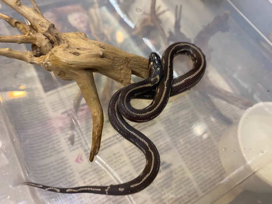 Королевская калифорнийская змея морфа страйп гет альбино Київ - зображення 3