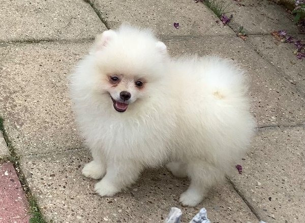 Чистокровні цуценята померанського шпіца Киев - изображение 1