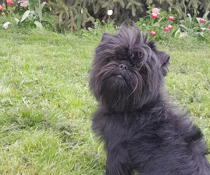 Щенки аффенпинчера - редкой породы. Affen - собака обезьянка. Днепр - изображение 1