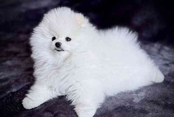 Шпіц міні щеня Винница