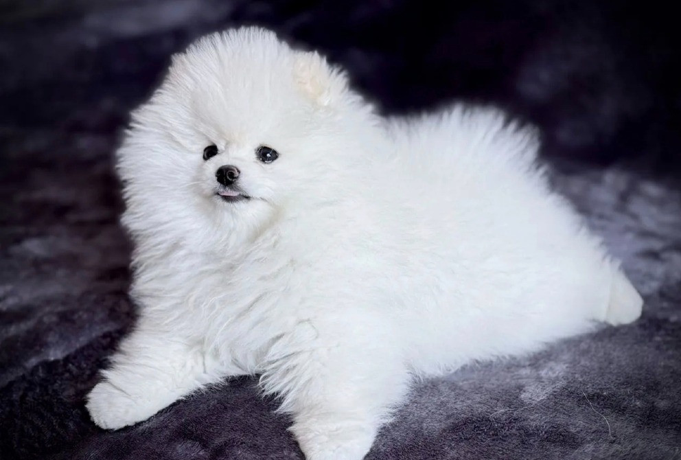 Шпіц міні щеня Вінниця - зображення 3