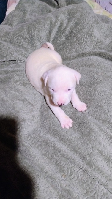 Цуцики американського стаффорширського тер'єра недорого Запорожье - изображение 5