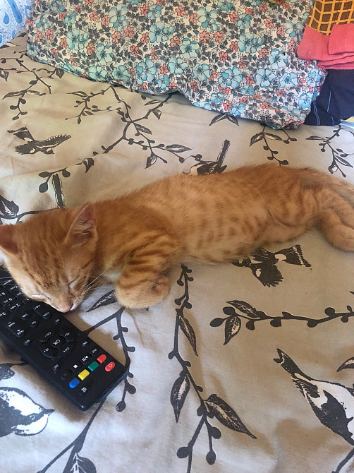 А у вас есть весёлый котёнок? Возьмите даром! Одесса - изображение 2