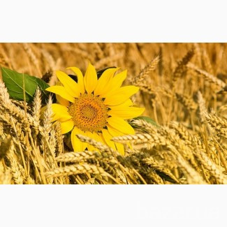 Куплю некондицію, зерновідходи. Олійні, бобові, зернові. Полтава - изображение 1