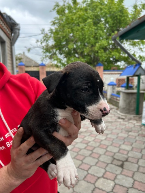 Продам недорого цуценят віком 2 місяця Новомосковськ - зображення 5