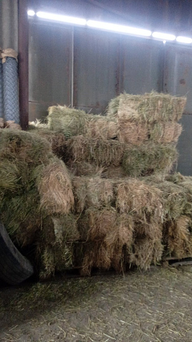 Сіно солома в тюках м. Одеса Одесса - изображение 2
