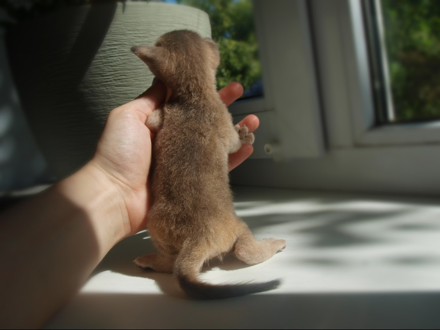 Абиссинская кошка котёнок Київ - зображення 2