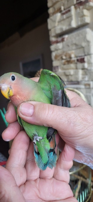 Папуга нерозлучник Дніпро - зображення 1