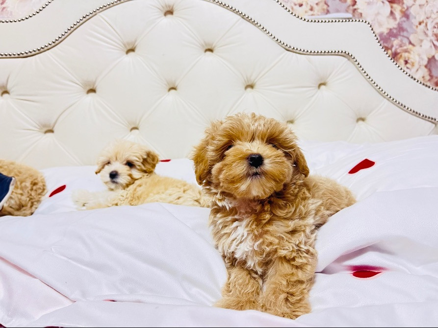 Цуцики Мальтіпу шукають сімʼю Львов - изображение 4