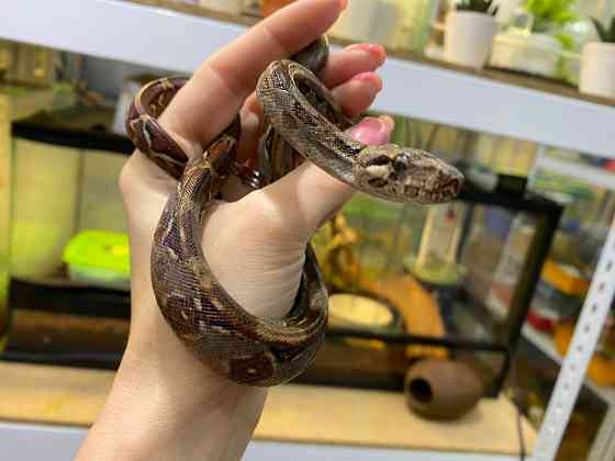 Императорский удав Киев