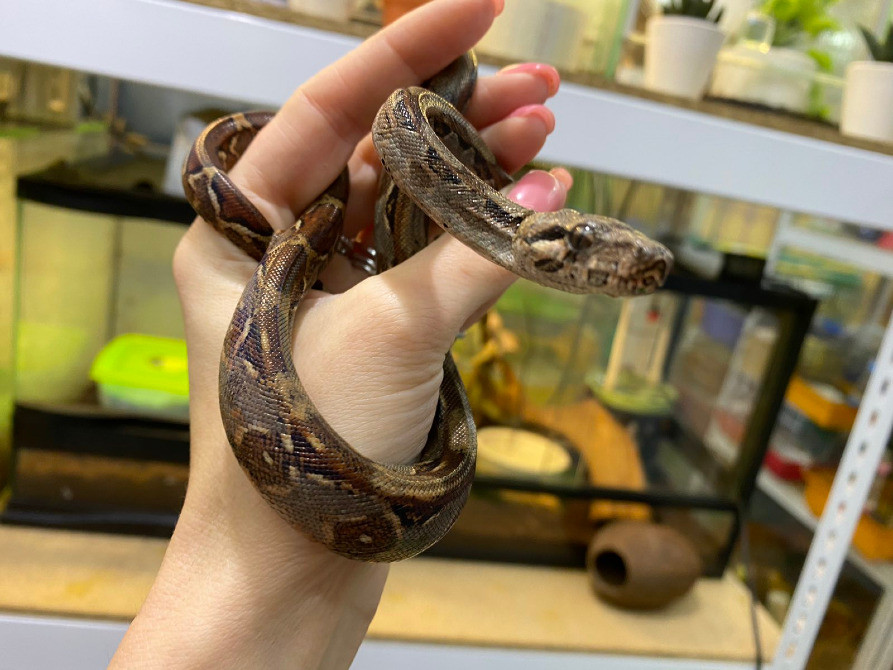 Императорский удав Киев - изображение 1