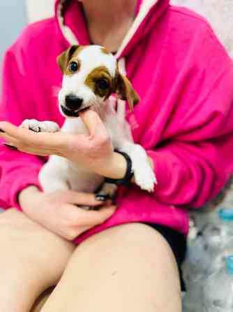 Щеночек Джек Рассел терьер Київ