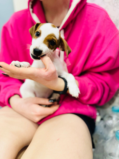 Щеночек Джек Рассел терьер Київ - зображення 2