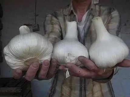 Чеснок Рокамболь: зубок, однозубка, детка Новгород-Сіверський - зображення 1